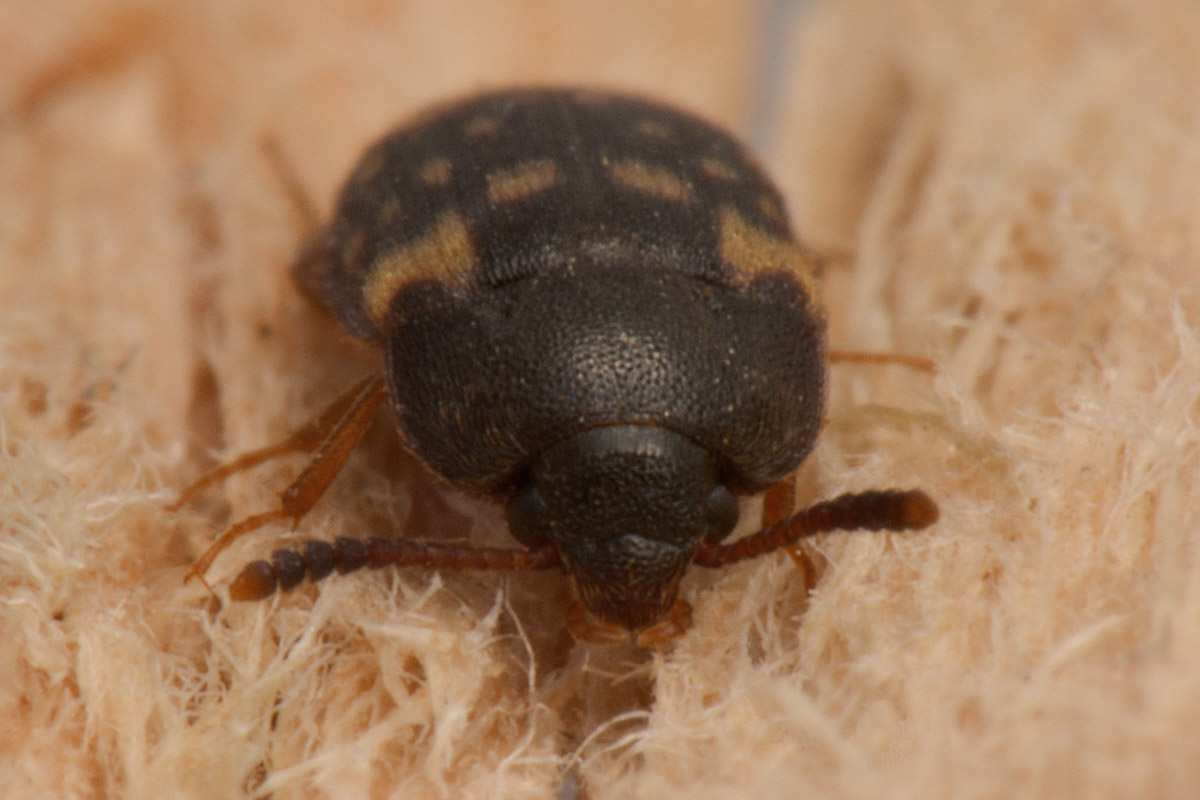 Mycetophagidae: Mycetophagus atomarius? Sì.